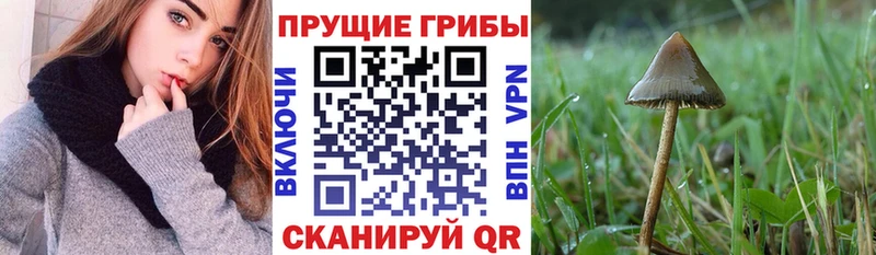 Галлюциногенные грибы Cubensis  KRAKEN сайт  Сосенский 